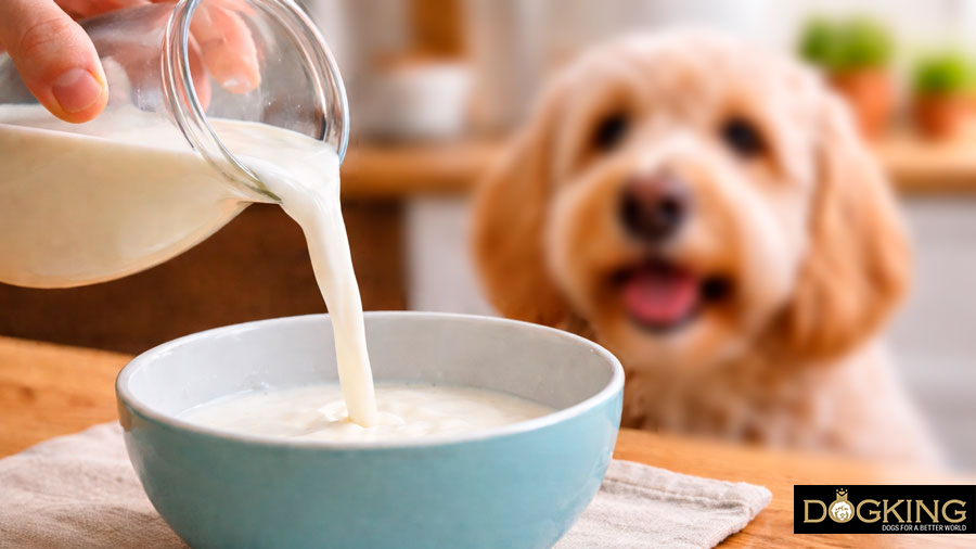 Can dogs drink milk?